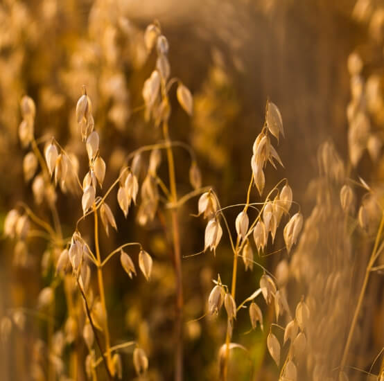 Oat