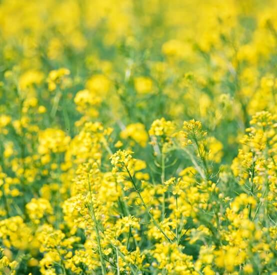 Rapseed