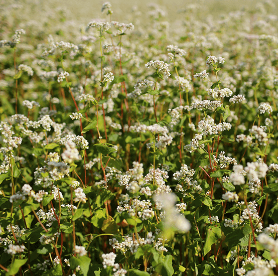 Buckwheat