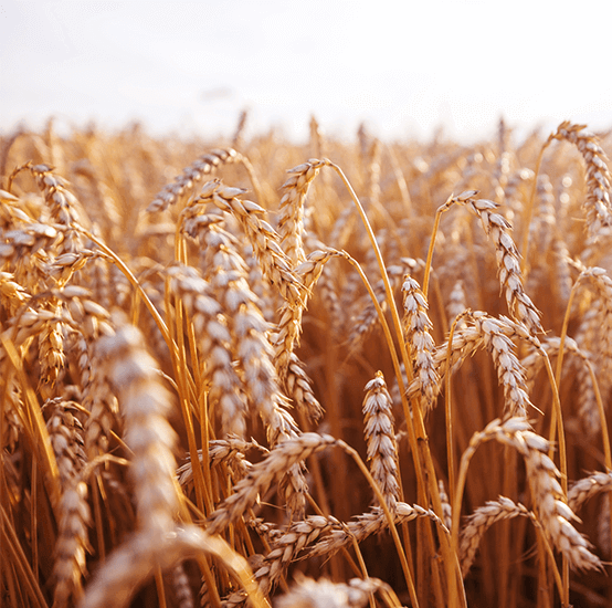 Wheat